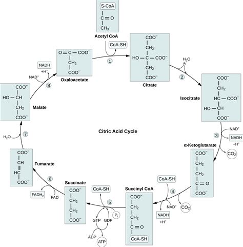 Oxidation of Pyruvate and the Citric Acid Cycle .